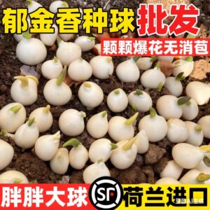 
Imported tulip seed bulbs 55 degree ball ground planting 100 wholesale seeds mixed color hydroponic plants indoor flower pots