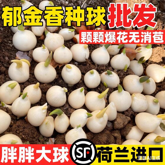 
Imported tulip seed bulbs 55 degree ball ground planting 100 wholesale seeds mixed color hydroponic plants indoor flower pots
