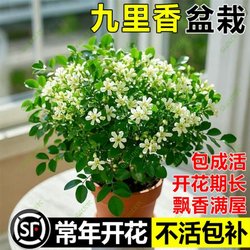 Guri incense potted plant with buds indoor balcony courtyard flower plant blooms in all seasons, flowers are easy to grow, easy to live and cold-resistant green