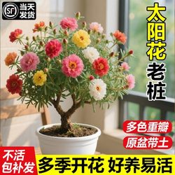 Sun old pile, cold-resistant courtyard balcony, feeding flower plants