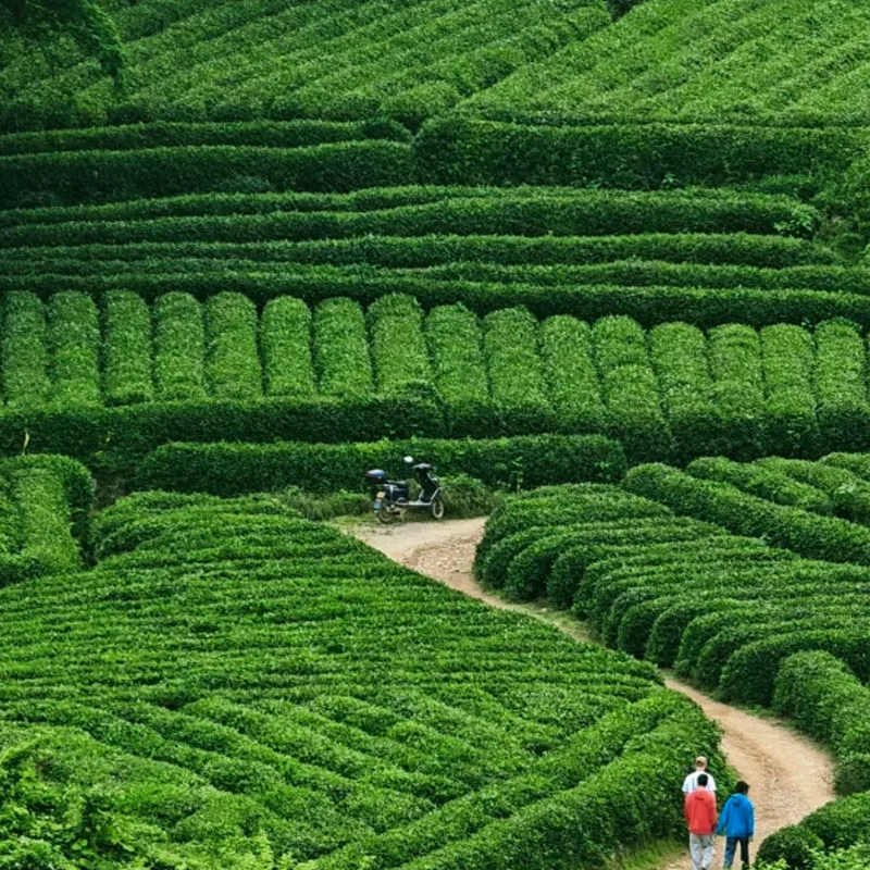 含往返机票【苏沪杭+迪士尼乐园】上海进杭州出,宿乌镇内5天4晚