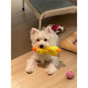 
Accompany the little duck, dog, teeth grinding consumption manager, catnip, bite-resistant, self-pleasure, boredom relief, interactive artifact, sleeping toy