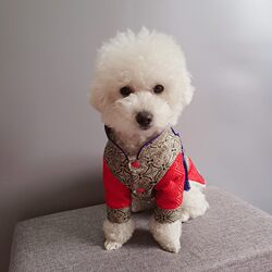 Pet Tang suit New Year's greetings paper pattern Teddy French Dou Hanfu drawings large and small dogs celebrating the U year festive clothing model