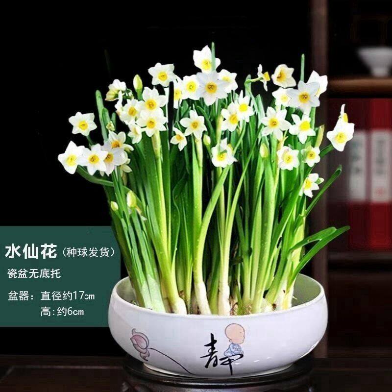 水仙水培神器-淘宝逛一逛