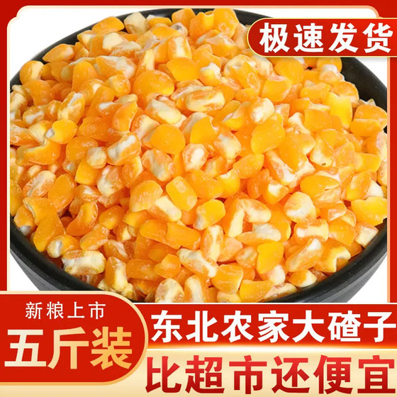 
Seasonal fresh corn ballast, new arrivals, Northeast large ballast, easy to cook, easy to cook, large corn ballast, porridge, multigrain large ballast