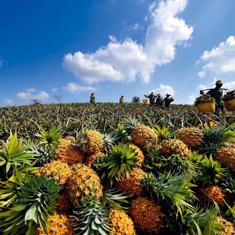 湛江徐闻雷州2日游2-6人团菠萝的海南极村灯楼角盐田古城包车旅游