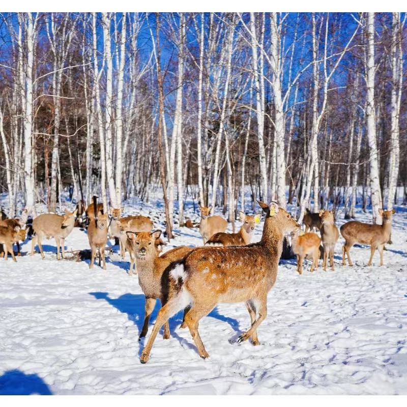 【2026哈尔滨-伊春冰雪奇缘冬令营】冰雪大世界+工业大学+鹿溪牧