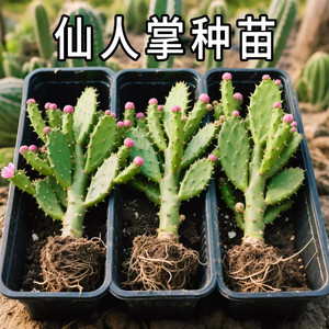 
Authentic cactus seedling potted edible medicinal cactus succulent plant potted Thousand-Hand Guanyin green plant group