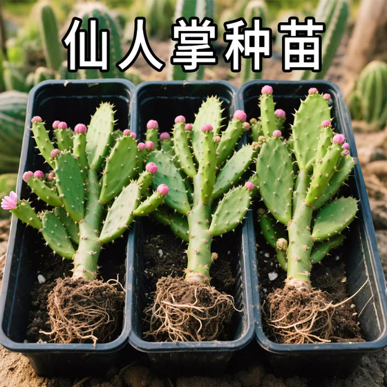 
Authentic cactus seedling potted edible medicinal cactus succulent plant potted Thousand-Hand Guanyin green plant group