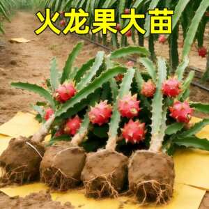 Fire Dragon Fruit Tree Fruit Fruit Potted Four Seasons Four Seasons Four Seasons Planting Baixin Golden Bird's Nest Red Heart Red Meat Dragon Fruit
