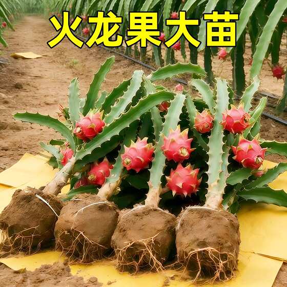 Fire Dragon Fruit Tree Fruit Fruit Potted Four Seasons Four Seasons Four Seasons Planting Baixin Golden Bird's Nest Red Heart Red Meat Dragon Fruit
