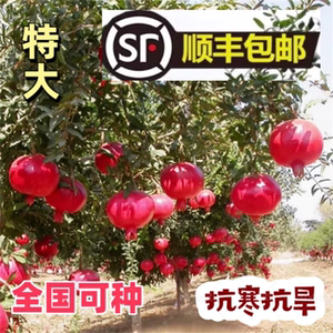 
Extra large pomegranate sapling Tunisian soft seedless seedless garden potted plant with fruit seedlings for the current year's results for planting in the north and south