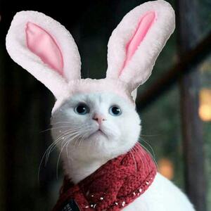 Cat head decorative pet dog Teddy Belome bunny rabbit ears wearing Christmas birthday party decoration
