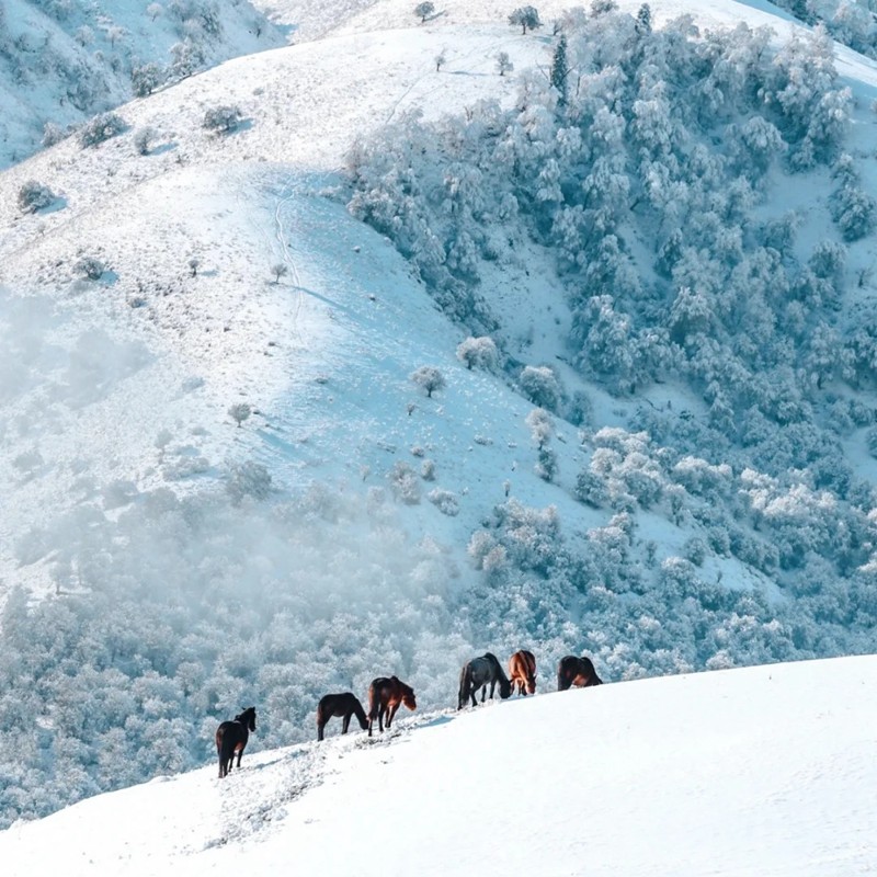 6人纯玩小团 含机票新疆旅游赛里木湖那拉提伊犁北疆8天7晚跟团游