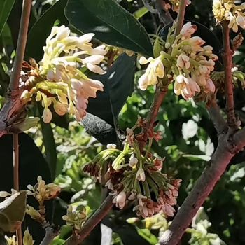 Authentic osmanthus seedlings, authentic fruit-bearing osmanthus, blooming in all seasons, fresh and natural, southern balcony courtyard potted ground-planting saplings