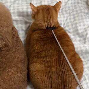 
Cat scratching artifact teasing cat stick petting cat toy comb to relieve boredom massage scratching itchy retractable comb dog dog