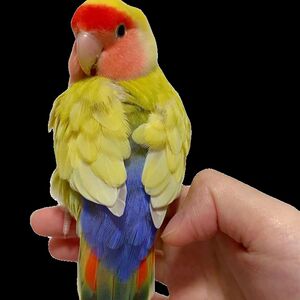 High -end characteristic peony parrot pornographic live birds suitable for pets with hand -raising loved one
