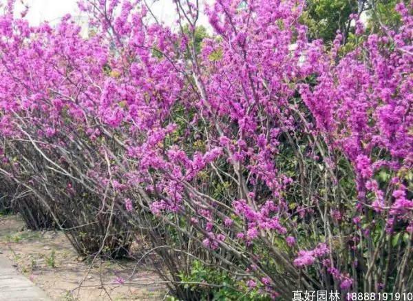 行道树紫荆树苗冠幅大满树花紫荆庭院景观绿化苗木用途广