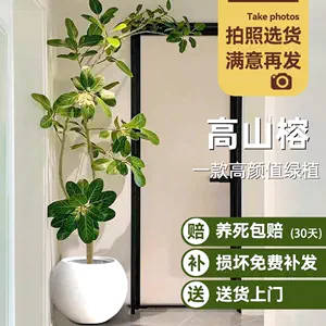 高山盆栽- Top 1000件高山盆栽- 2024年5月更新- Taobao