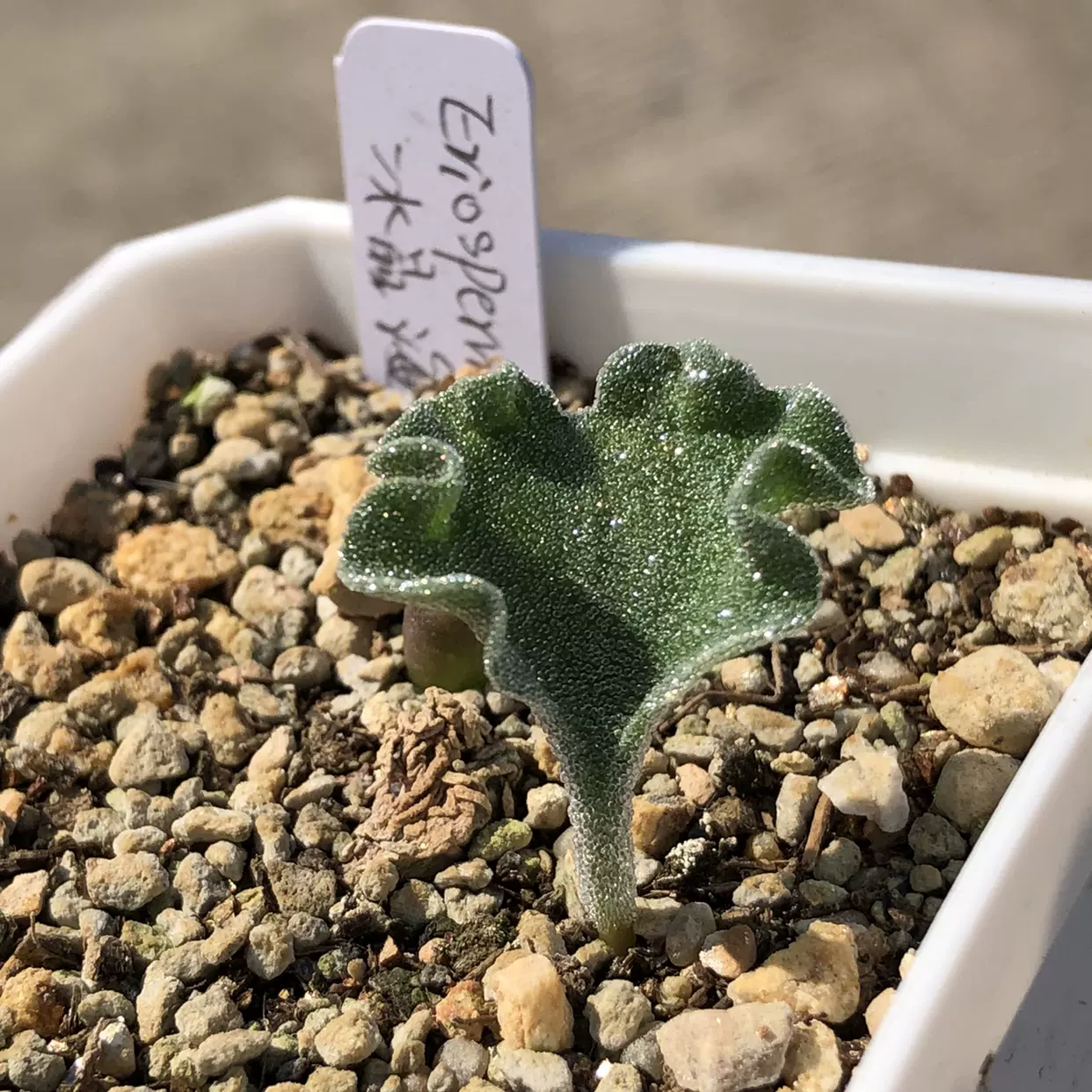 冰晶海带 雾冰玉 eriospermum titanopsoides 多肉块根植物 阳台