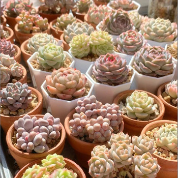 Comprehensive live broadcast link is subject to the display in the live broadcast room. Find the corresponding name and place an order 7