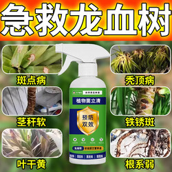 Special medicine for dragon blood tree to treat yellowing leaves, dead leaves, rotten roots and dry tip leaf spot. Special nutrient solution, fertilizer and fungicide