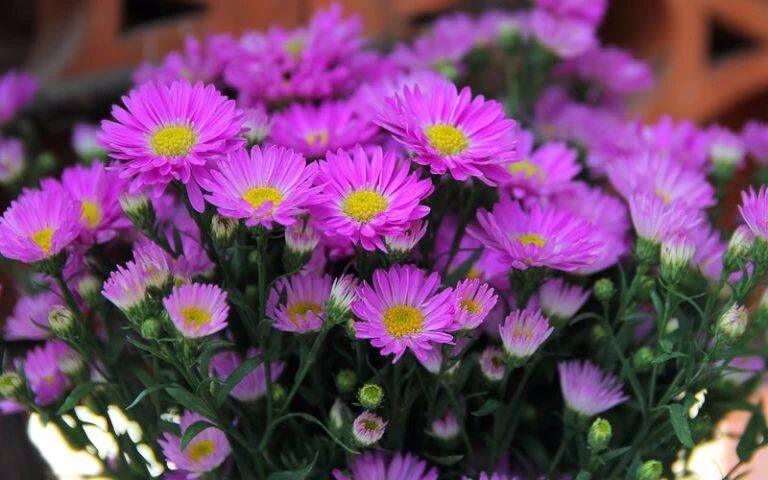 这些花在秋天的时候开花旺盛长相奇特