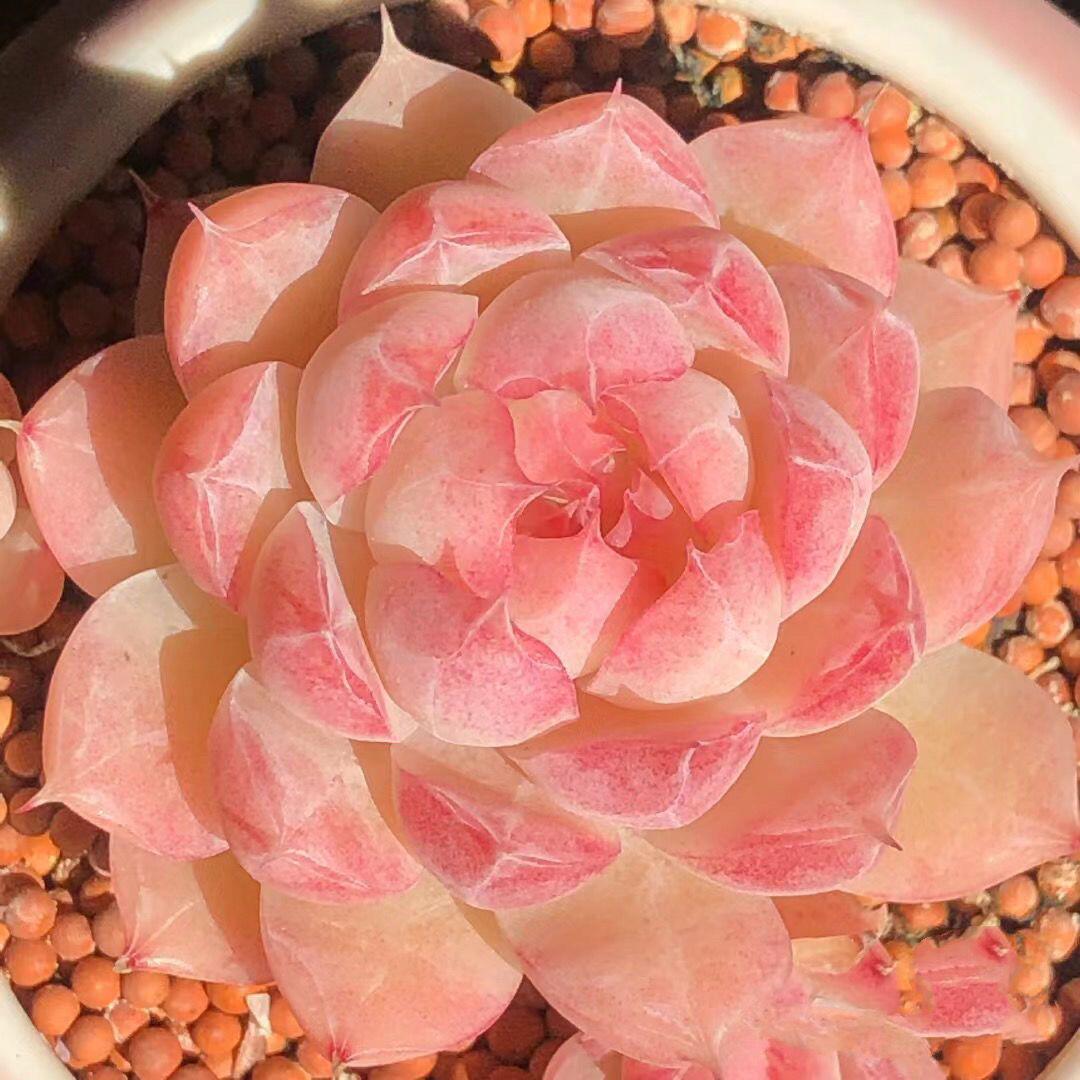 红女王多肉植物女王麦秆多肉天鹅绒韩版贵货室内防辐射新手好养活