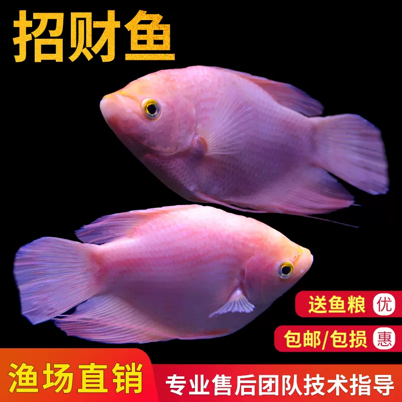 熱帶觀賞魚活體招財魚活魚大中型魚缸寵物魚風水魚發財魚戰