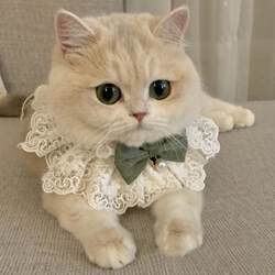 Cat Clothes Autumn Thin Style Ragdoll Cat Kitten Milk Cat Skirt Princess Dress Cat Christmas Scarf Collar