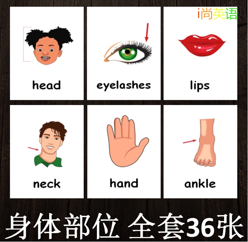 Body Parts 身体部位英语单词闪卡卡片英文幼儿园小学教师教具