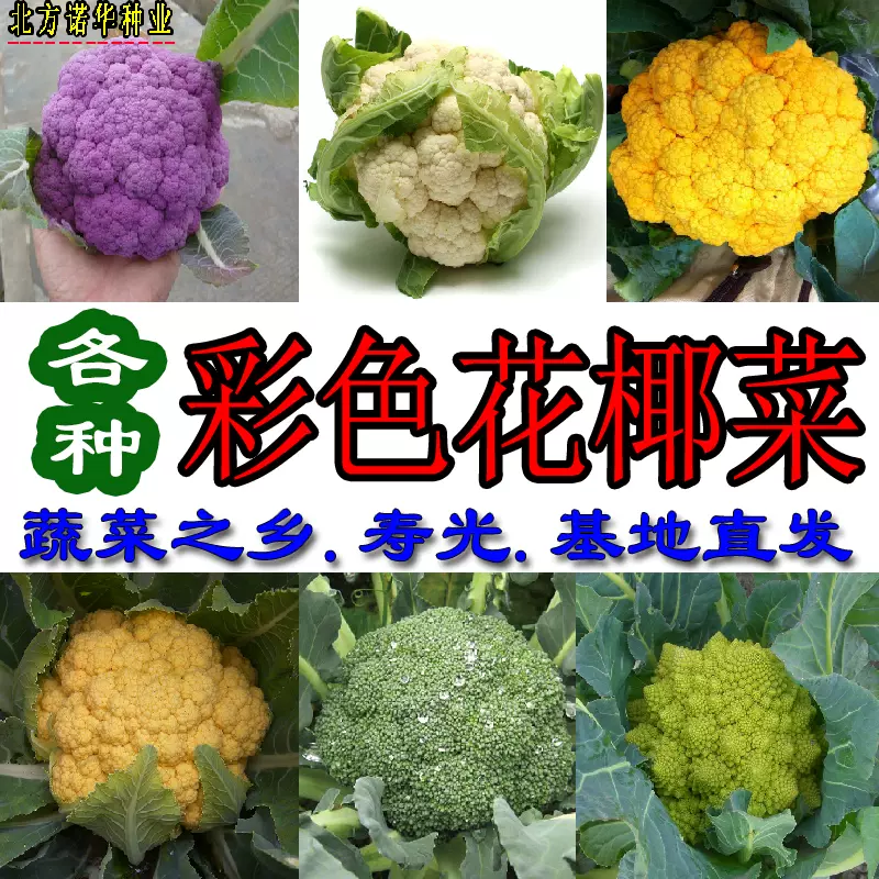 进口花菜花椰菜种子松花菜紫黄绿白菜花籽四季种盆栽田园