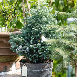 Christmas tree blue lake cypress blue wave potted plant cold resistant