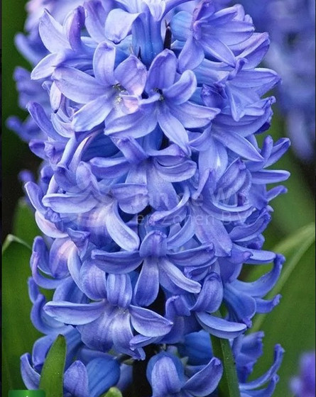 
Fall in love with the garden, gardening groceries, hyacinth, grape hyacinth, apron and narcissus at one price