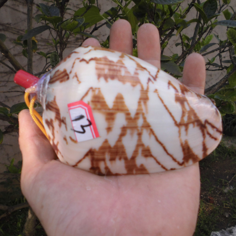 大型巻き貝 - 自然の螺旋状の貝殻、子供と家の装飾に