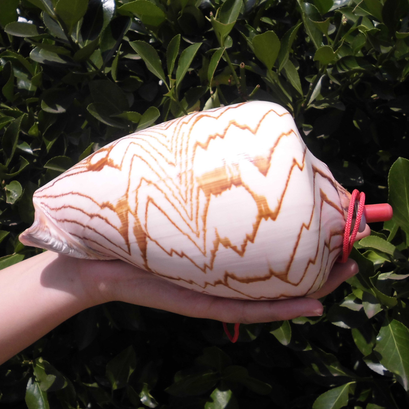 大きな螺旋状の貝殻 大きな白色の螺旋形貝殻 貝の博物誌