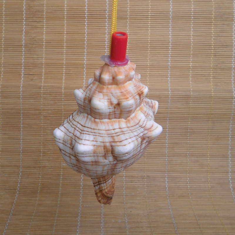 大きな螺旋状の貝殻 大型巻き貝 - 自然の螺旋状の貝殻、子供と家の装飾に