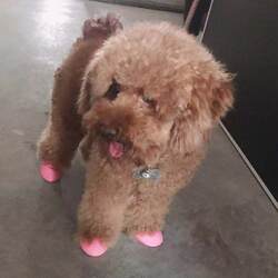 Balloon Dog Shoes Pet Balloon Shoes Dog Balloon Foot Covers Balloon Dog Shoes Pet Rubber Rain Boots Waterproof Teddy Dog