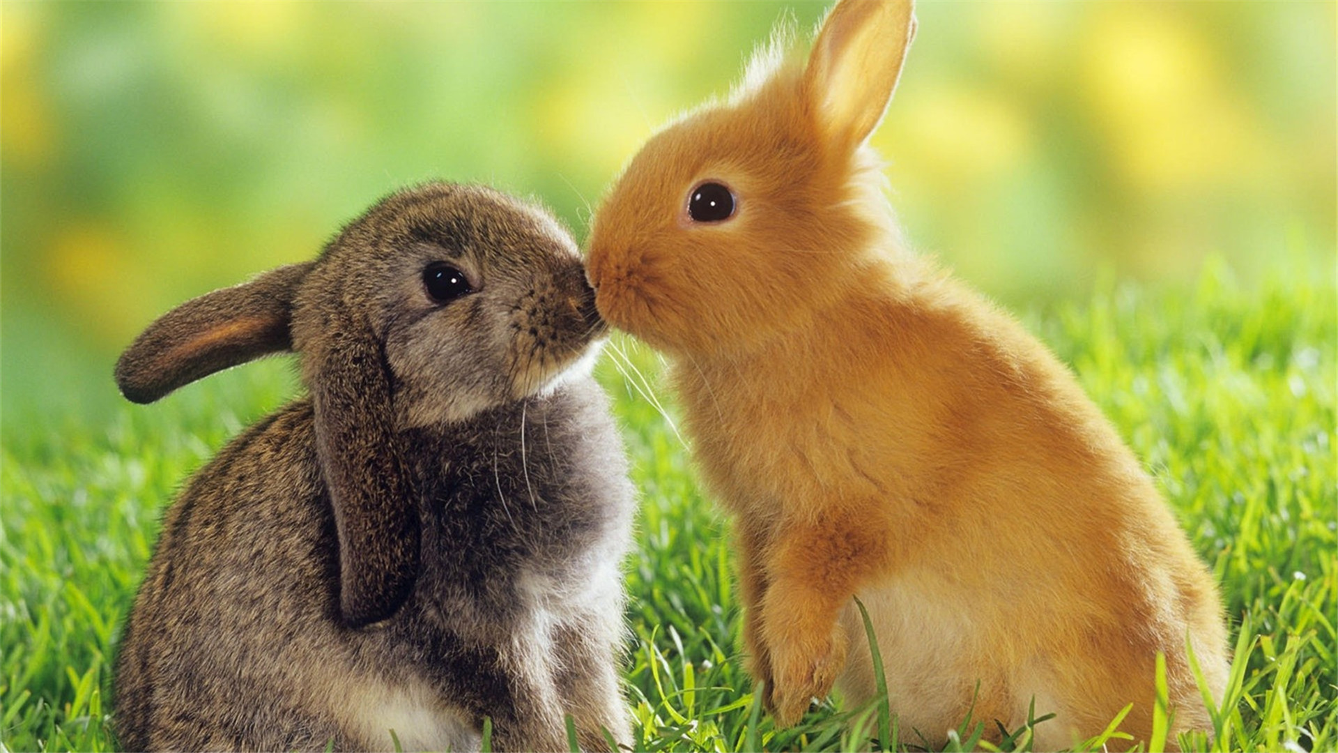 兔子为何爱吃草？看来这些好处你不知道！33