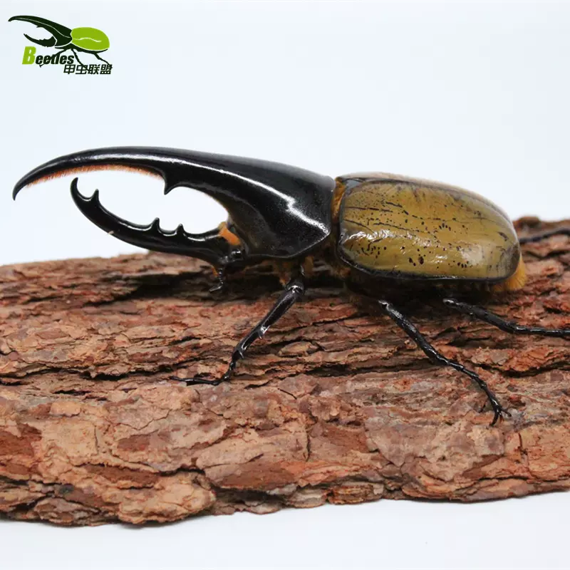 长戟大兜虫dhh Dhl Dhs Dhp Dhe 幼虫另有毛象战神