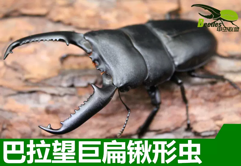 甲虫联盟巴拉望巨扁锹形虫成虫幼虫另有长戟