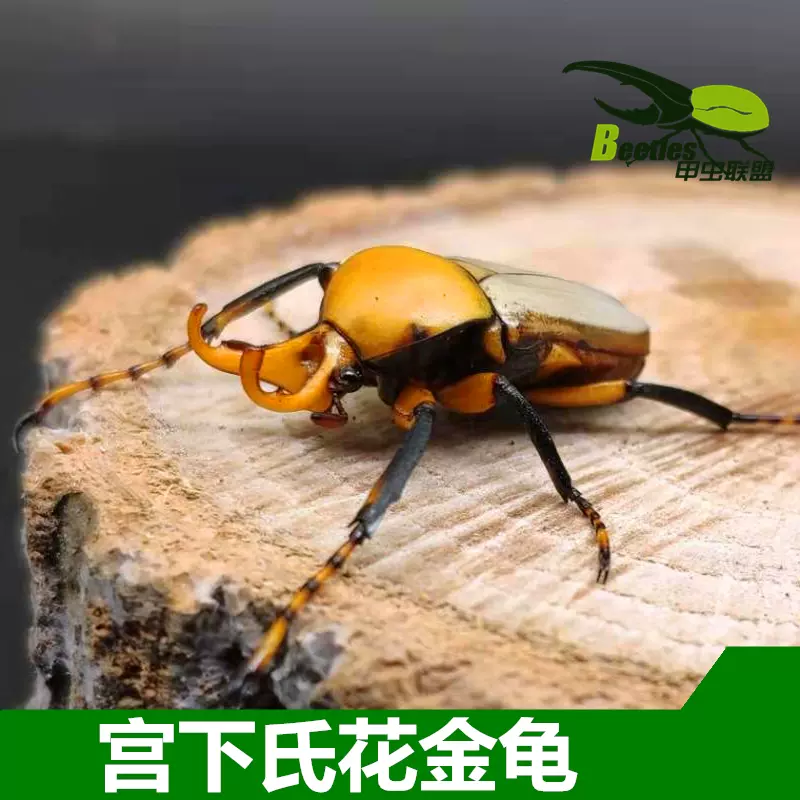 甲虫联盟泰国产宫下氏花金龟成虫 宠物甲虫幼虫锹甲