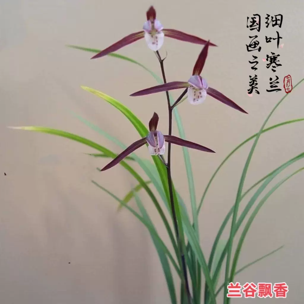 細葉蘭花苗寒蘭濃香精品國蘭帶花苞陽臺客廳花卉綠植盆栽正品寒蘭-Taobao