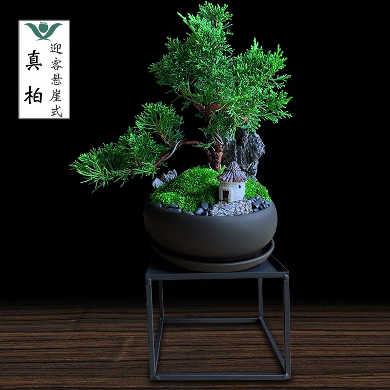 真柏懸崖客廳迎客式盆栽室內好養的植物桌面綠植四季常青鬆樹盆景-Taobao