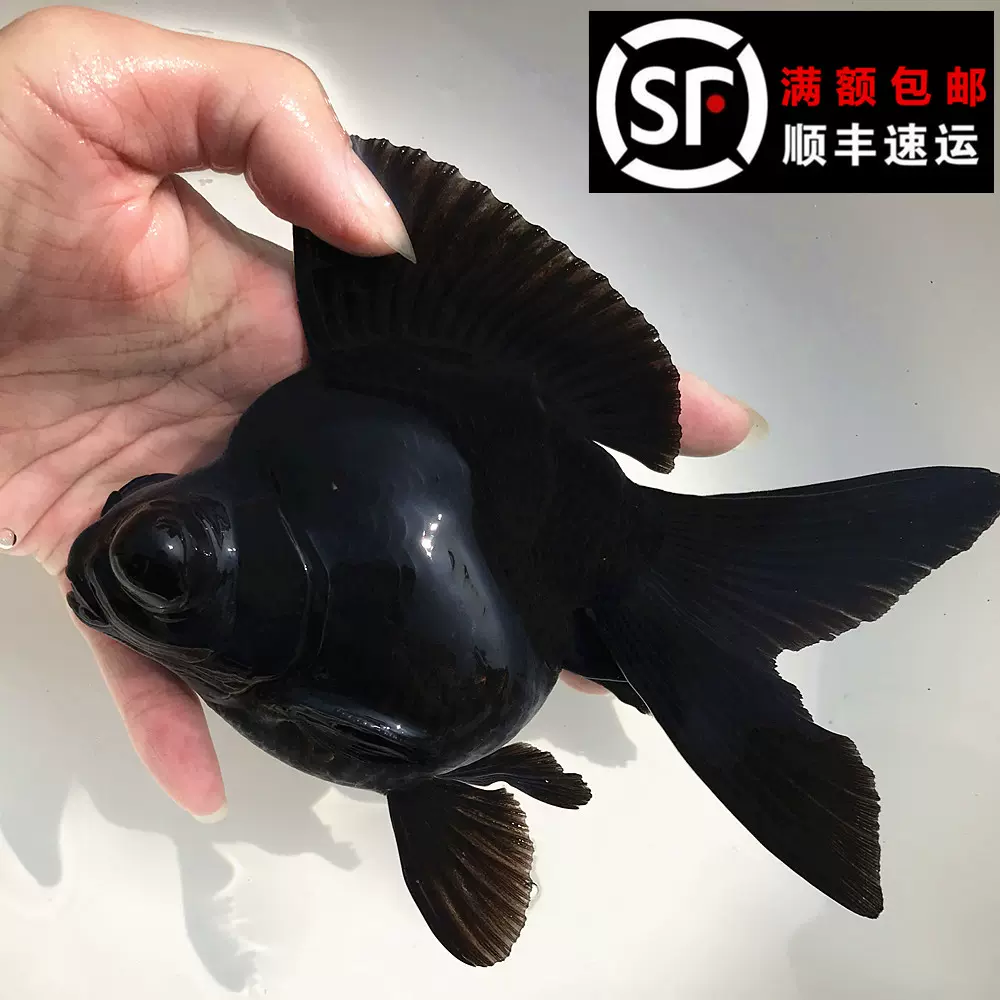 易活耐養觀賞魚全黑風水活體金魚長尾龍睛蝶尾金魚黑牡丹冷水魚-Taobao