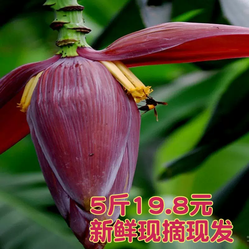 鄉村芭蕉花5斤包郵香蕉花新鮮採集大蕉花千然錄色食材蕉蕾不噴藥 Taobao