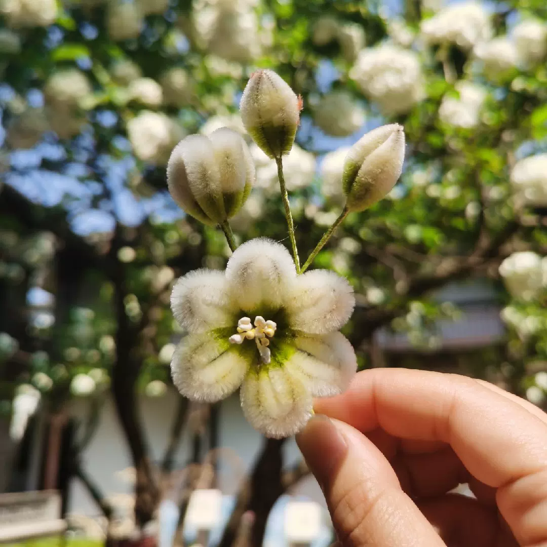 扬州绒梅绮绒花绿美人茉莉蚕丝铜丝