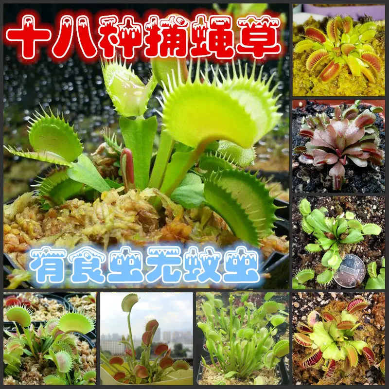 食虫植物巨夹捕蝇草小苗盆栽食蚊子捕苍蝇香草小