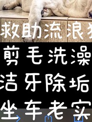 Dog Sleeping Small Portion Oral Eating Sleeping Dog Sleeping Treasure Oral Administration Pet Home Feeding Feeding Washing Sterilization Shearing