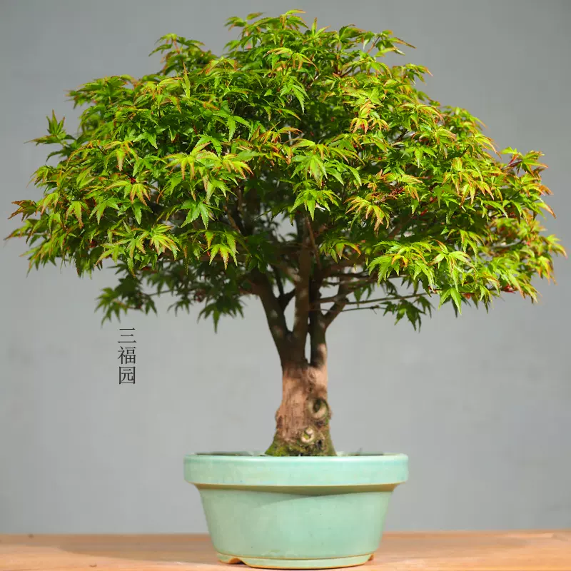 伊予水木　小品盆栽　3542 AA015 白水木盆栽台北花店線上看盆栽